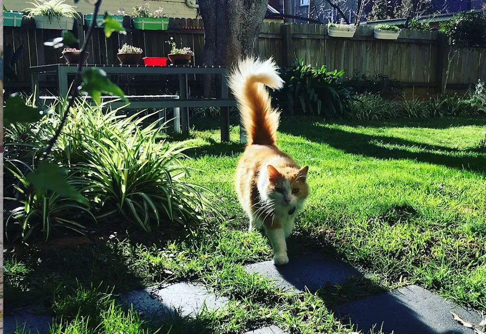 Home is where the cats are for me.