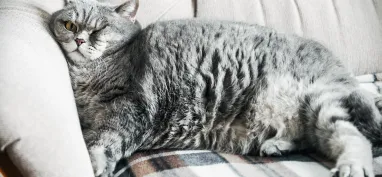 Is your super fund a fat cat?