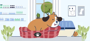 Do you know what’s not covered in pet insurance?