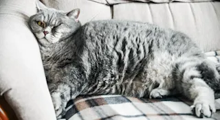 Is your super fund a fat cat?