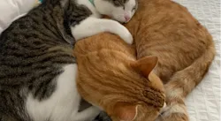 How to save money by spending less on your pets