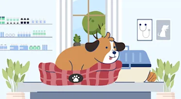 Do you know what’s not covered in pet insurance?